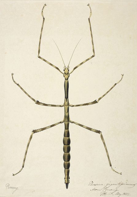 Untitled - caption: 'Stick insect. Inscribed in ink by Lady Hastings: ‘Penang. Phasma gigantissimus from Penang. F.H. May 1822’' | Flickr - ... Walking Stick Bug, Backpiece Tattoo, Stick Bug, Stick Insect, Bug Tattoo, Insect Tattoo, Insect Print, Bug Art, Wooden Walking Sticks