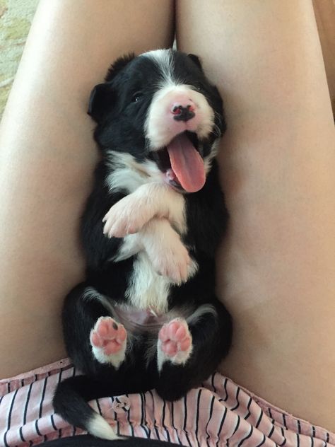 Border Collie X Husky, Baby Border Collie, Border Collie Herding, Border Collie Names, White Border Collie, Border Collie Puppies, Herding Dogs, Border Collies, Collie Dog