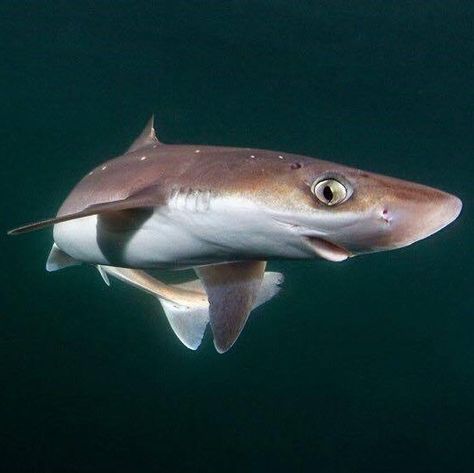 Spiny Dogfish Shark, Shark Reference Photo, Shark Reference, Shark Space, Swell Shark, Spiny Dogfish, Dogfish Shark, Space Shark, Shark Wallpaper