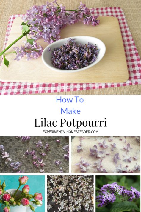 Learn how to make lilac potpourri using flowers from your own garden. Also learn how to dry the flowers, refresh the scent and make the potpourri last. #howtomakelilacpotpourri #lilacpotpourri #lilacpotpourridiy #homemadelilacpotpourri Lilac Recipes, Lilac Pruning, Spring Potpourri, Potpourri Diy, Hygge Crafts, Lemon Balm Essential Oil, Eating Flowers, Wild Crafting, Herbal Witch