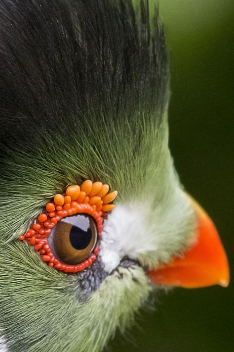 White Parrot, Pets Photography, Weird Birds, Closeup Photography, Birds Photography Nature, Wildlife Artwork, Bird Photos, Exotic Bird, Close Up Photography