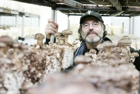 mushrooms helping bees Paul Stamets, Working Bee, Bee Colony, Mushroom Cultivation, Community Health, New Uses, Epiphany, Pesticides, Bee Keeping