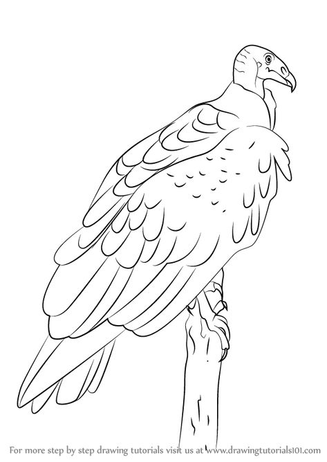 Vulture Drawing Sketches, Turkey Vultures, Turkey Vulture Drawing, Vulture Drawing, Cactus Outline, Buzzard, Animal Stencil, Migratory Birds, Drawing Skills