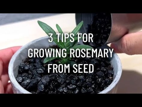 3 Tips for Growing Rosemary from Seed - YouTube Rosemary From Seed, Growing Rosemary, Planting Herbs, Rosemary, Seeds, My Favorite, Herbs, The Creator, Plants