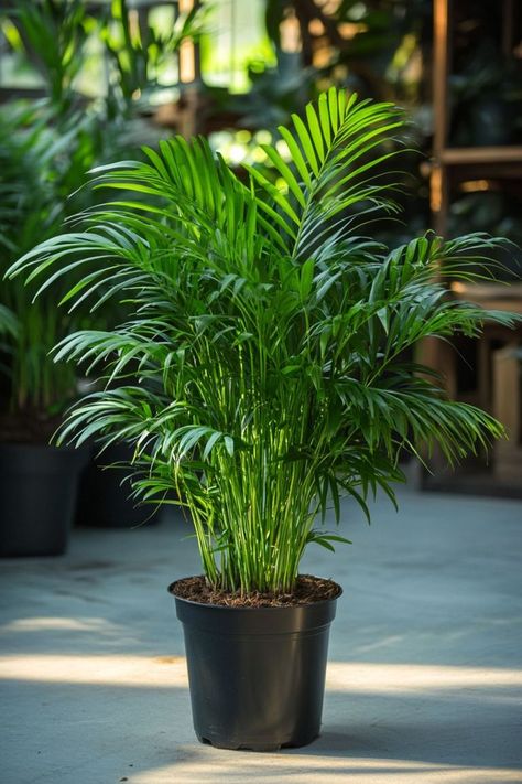 Parlor Palm (Chamaedorea elegans) is a graceful and low-maintenance addition to any indoor space! 🌿🏡 With its delicate fronds and compact size, this plant is a delightful blend of elegance and practicality. Quick to adapt to low light and bursting with air-purifying benefits, Parlor Palm is perfect for adding a touch of greenery to your home or office. 🌱✨ #ParlorPalm #ChamaedoreaElegans #IndoorPlants #EasyCare #AirPurifying #GreenHome #PlantLover Palm Plant Indoor, Palm House Plants, Penthouse Terrace, Chamaedorea Elegans, Plant Jungle, Indoor Plants Low Light, Windowsill Garden, Palm Tree Plant, Parlor Palm