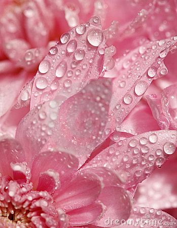 pink petals dew drops Pink Era, Tout Rose, I Believe In Pink, Pink Petals, Rosa Pink, Perfect Pink, Tickled Pink, Water Droplets, Everything Pink