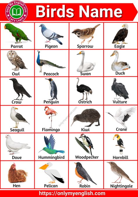 knowing the birds name in English with pictures is important for kids Different Birds With Names, Birds Chart For Preschool, Birds Worksheets For Kids, Birds Name With Picture, Birds Types, Birds Chart, Birds With Names, Type Of Birds, Birds Name List