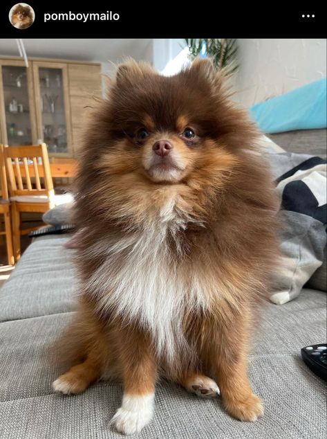 Black And Brown Pomeranian, Pomeranian Lion Cut, Brown Pomeranian, Pomeranian Breed, Cute Pomeranian, Really Cute Dogs, Cute Puppy Videos, Pomeranian Dog, Pomeranian Puppy