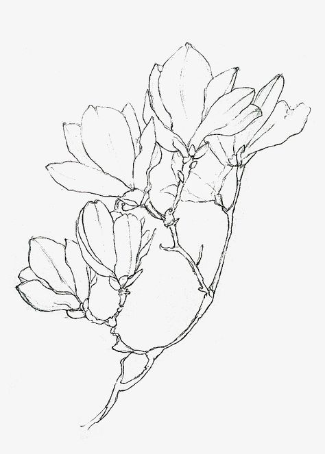 Magnolia Sketch, Tiny Sketches, Watercolor Ideas, Room Paint Colors, Art Drawings Sketches Creative, Room Paint, Art Drawings Sketches, Picture Gallery, Line Drawing