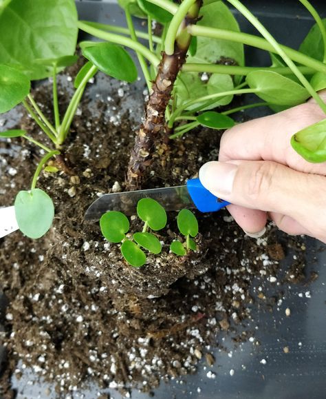 Pilea peperomioides: separating pups | Patreon Bathroom Plants Hanging, Chinese Money Plant Care, Money Plant Care, Pilea Plant, Houseplant Collection, Indoor Plants Low Light, Urban Homestead, Black Thumb, Pilea Peperomioides