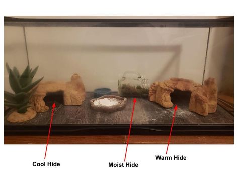 hide placement Leopard Gecko Setup, Leopard Gecko Cage, Leopard Gecko Hide, Gecko Cage, Gecko Enclosure, Leopard Gecko Cute, Leopard Gecko Habitat, Leopard Gecko Tank, Leopard Gecko Care