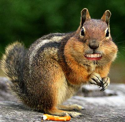 My new teeth! Squirrel Teeth, Squirrels Funny, New Teeth, Black Squirrel, Squirrel Funny, Squirrels, Coffee Time, Coffee, Funny