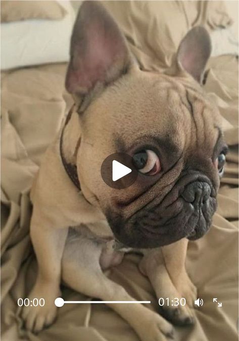 Blue Frenchie, Frenchie Bulldog, Frenchie Puppy, French Bulldog Puppy, Dog Parents, Funny Dog Videos, Dog Sledding, Funny Animal Memes, Dog Gifs