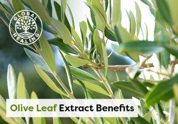 Olive Leaf Extract Benefits: Brain, Heart, Immune System, and More | Wake Up World Olive Leaf Extract Benefits, Olive Leaf Benefits, Sign Of Peace, Olive Leaf Extract, Normal Blood Sugar, Heart Brain, Heart Care, Normal Blood Pressure, Olea Europaea