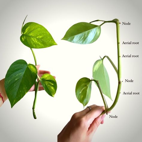 Pothos Styling, Pathos Propagation, Golden Pothos Propagation, Pothos Types, Pothos Propagation, Pothos Care, Pothos Plant Care, Common Garden Plants, Pruning Plants