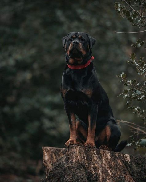 Rottweiler Pictures, Rottweiler Love, Rottweiler Lovers, Scary Dogs, African Wild Dog, Dog Training Techniques, Rottweiler Dog, Pretty Dogs, Best Dog Breeds