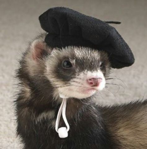 Beret Baby Ferrets, Funny Ferrets, A Ferret, Pet Ferret, Cute Ferrets, Pretty Animals, Silly Animals, Cute Animal Photos, Oui Oui