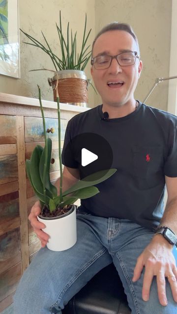 Raffaele Di Lallo on Instagram: "🌸Orchid trimming update from 6 weeks ago. When your orchid is done blooming, it is NOT dead and it CAN rebloom. Your plant can live on for years to come. 

#orchidlover #phalaenopsis #indoorplant" Orchid Repotting, Phalaenopsis Orchid Care, Ground Orchids, Orchid Care, Phalaenopsis Orchid, Orchid Flower, Growing Plants, Indoor Plants, Orchids