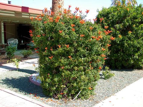 Cape Honeysuckle, Tecomaria capensis Honeysuckle Bush, Cape Honeysuckle, Environment Pictures, Honeysuckle Plant, Xeriscape Landscaping, Flower Season, Desert Environment, Hummingbird Garden, Desert Life