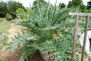 How To Grow Artichokes, Growing Artichokes, Artichoke Plants, Perennial Vegetables, Zone 7, Edible Landscaping, Veg Garden, Forest Garden, School Garden