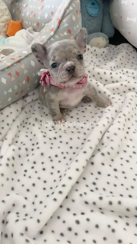 Frenchie Puppy Teacup Mini French Bulldogs, 123 Go French, Spotted Bulldog, Puppies Cutest, Mini French Bulldogs, Puppies Bulldog, Cute Bulldog Puppies, Cute Small Dogs, Puppies Cute