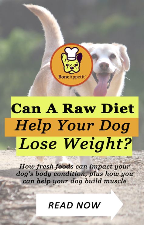 How To Help Your Dog Lose Weight With A Raw Diet #rawfeddogs #rawfeeding #rawdiet #weightloss #dognutrition #doghealth Low Cal Diet, Cook Dog Food, Bone Appetit, Every Dog Breed, Diy Herbal Remedies, Raw Dog Food, Dog Biscuit, Food Advice, Organic Fruits