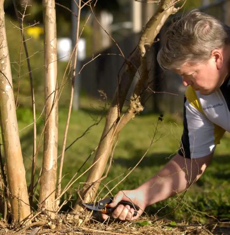 When To Prune Crepe Myrtle Tree Pruning Crepe Myrtles, Myrtle Plant, Crepe Myrtle Trees, Urban Forestry, Myrtle Tree, Southern Living Magazine, Crepe Myrtle, Right And Wrong, Crape Myrtle