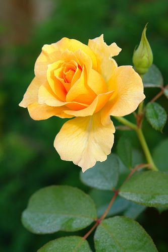 Explore spgenoway photos on Flickr. spgenoway has uploaded 52 photos to Flickr. Friendship Rose, Flower Displays, Rose Belle, نباتات منزلية, Belle Rose, Colorful Roses, Hybrid Tea Roses, Pretty Roses, Beautiful Rose Flowers