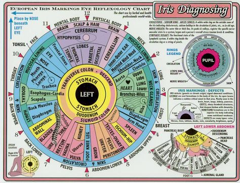 Iridology chart for the iris of the left eye defines the many iridology zone details charted to show how iridology relates to tissues & organs of the human body. Iridology Chart, Reflexology Chart, Eye Chart, Health Heal, Alternative Healing, Naturopathy, Wheel Of Life, Holistic Medicine, Alternative Health