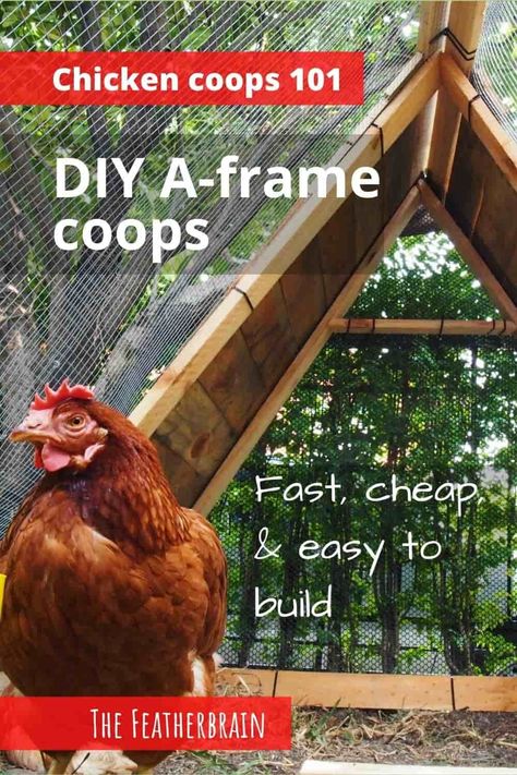 Easy Diy Chicken Coop Plans, Design Chicken Coop, Frame Chicken Coop, Chicken Coop Layout, Decorating Backyard, Coop Layout, Chicken Coop Designs Diy, Easy Diy Chicken Coop, A Frame Chicken Coop