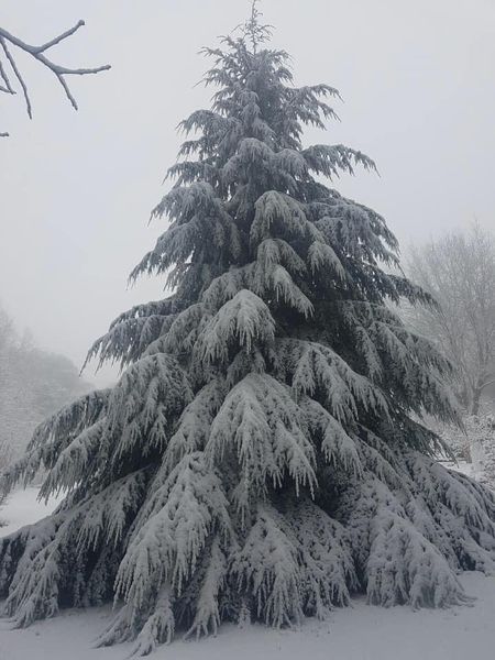 Spruce Tree Aesthetic, Hemlock Aesthetic, Town Scape, Conical Tree, Carbisdale Castle, Norway Spruce Tree, Houska Castle, Object References, Western Hemlock