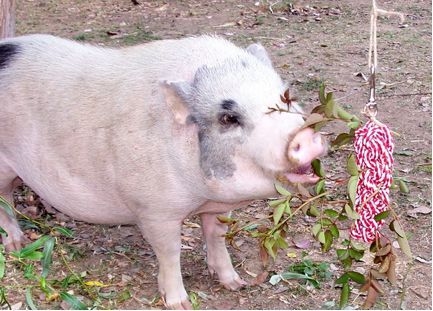 Pig Enrichment Ideas Diy, Pig Toys Diy Potbelly, Diy Pig Toys, Alpaca Enrichment, Pig Toys Diy, Tortoise Enrichment, Potbellied Pigs, Pig Activities, Pig Enrichment