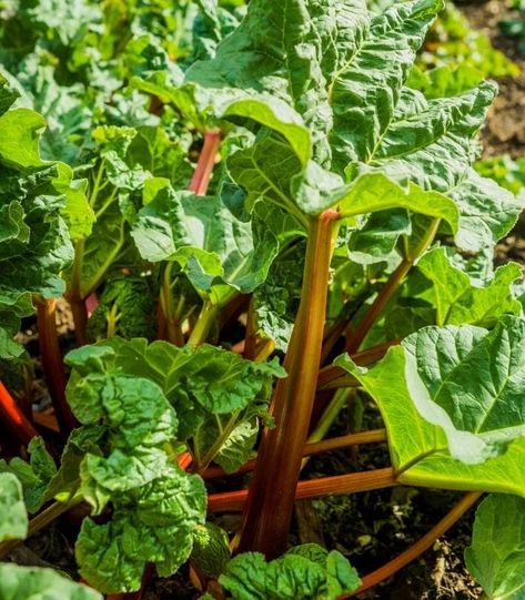 When and How to Harvest Rhubarb the Right Way (Hint: Don’t Cut It!) When To Harvest Rhubarb, Southern Gardens, Growing Rhubarb, Rhubarb Plants, Growing Microgreens, Perennial Vegetables, Deer Resistant Plants, Southern Garden, Home Garden Plants