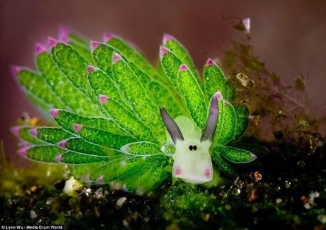 Costasiella Leaf Sheep Sea Slug, Leaf Sheep, Desktop Wallpaper Full Screen, Sea Slugs, Free Desktop Wallpaper, Sea Snail, Sea Slug, Water Life, Aquatic Animals