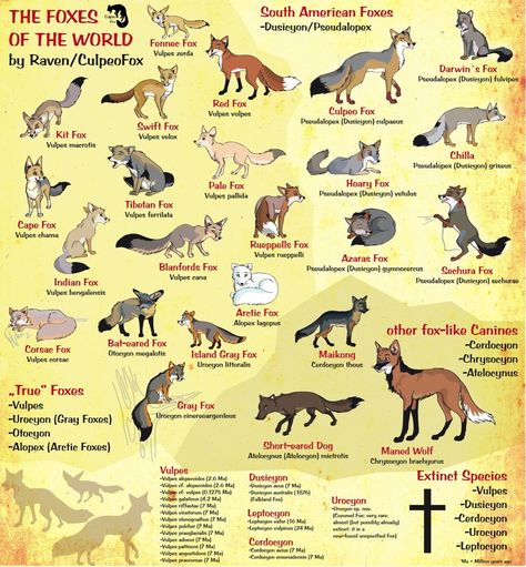 Foxes Of The World - Illustrated guide of various fox species.  Yerf! Types Of Foxes, Fox Breeds, Tibetan Fox, Fox Things, Fox Species, Bat Eared Fox, Swift Fox, Red Foxes, Fantastic Fox