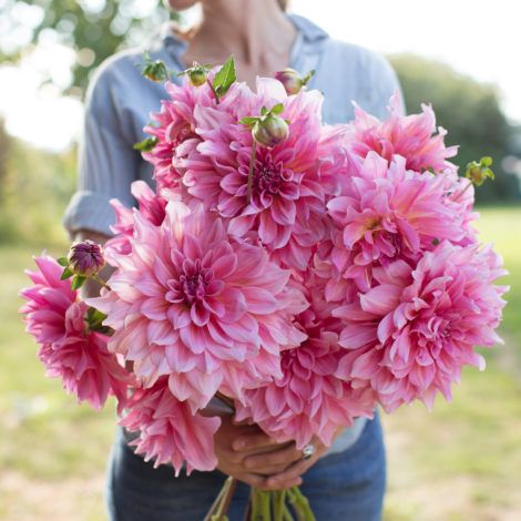 Do You Split Dahlias Before Storage, Cut Flower Farm, Gladioli, Flower Business, Flower Farmer, Garden Mini, Cut Flower Garden, Easy Garden, Garden Cottage