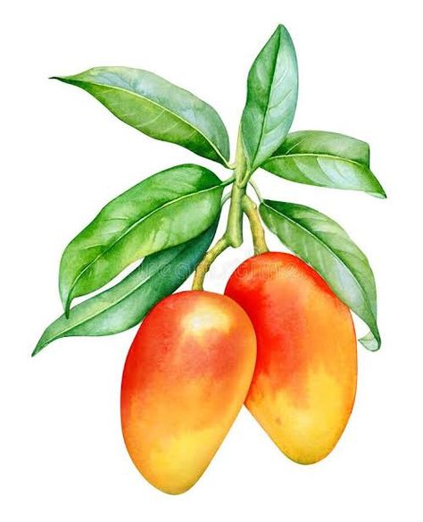 Mango Plant, Vegetable Drawing, Food Art Painting, Color Pencil Illustration, Fruits Drawing, Botanical Flower Art, Pen Art Drawings, Mango Tree, Watercolor Fruit