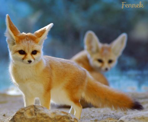 The Fennek (also spelled Fennec) lives in the Sahara desert. Its name comes from the Arabic word فنك (fanak), which means fox. It is the smallest fox and it can release heat from its ears. Kaveh With Desert Foxes, Desert Fox, Fox Sake, The Sahara Desert, Fennec Fox, Fox Girl, Sahara Desert, Cute Fox, Animal Crafts