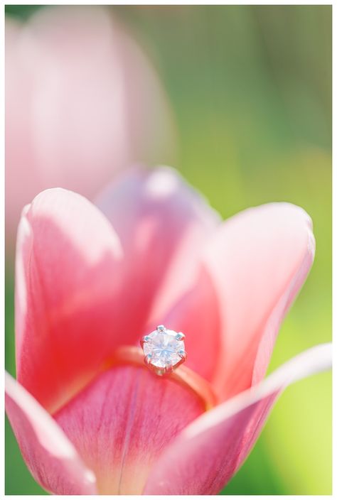 Tulip Field Proposal, Tulip Field Engagement Photos, Tulip Proposal, Tulip Engagement Photos, Spring Proposal, Engagement Frame, Farm Engagement Photos, Engagement Frames, Tulip Farm