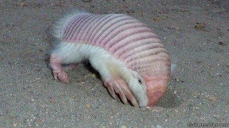 This very unusual and cute little pink and white  animal is a Pichiciego - a rare member of the Armadillo family. Fairy Armadillo, Pink Fairy Armadillo, Ant Eater, Tatu Baby, Pokemon In Real Life, Strange Creatures, Pink Fairy, Noah's Ark, Face Light