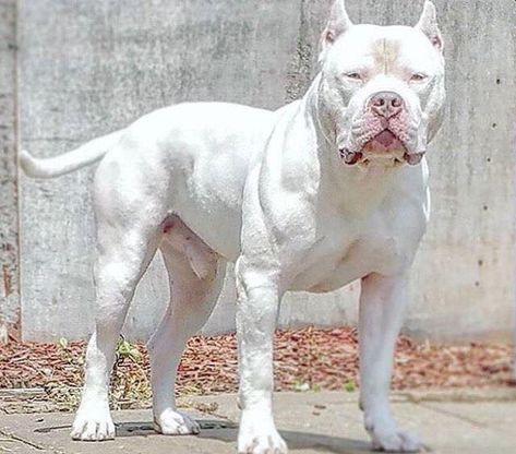 this white pit Red Pitbull, White Pitbull, Rare Albino Animals, Bully Breeds Dogs, Scary Dogs, Albino Animals, Ghost Dog, Giant Dogs, Bully Dog