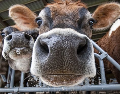 Big Nose ! | Bob Jagendorf | Flickr Cow Nose, Regard Animal, Animal Noses, Happy Cow, Fluffy Cows, Cow Pictures, Cow Calf, Big Nose