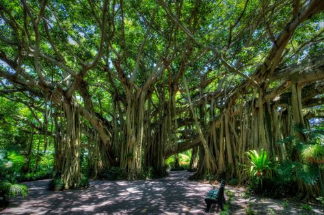 17 Fascinating Spots In Florida That Are Straight Out Of A Fairy Tale: 3. These banyan trees in Winter Haven surely become an enchanted forest at night. Wedding Spots, Trees In Winter, Winter Garden Florida, Ocala National Forest, Cypress Gardens, Florida Adventures, Usa Roadtrip, Florida Destinations, Places In Florida