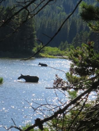 Fishercap Lake, Glacier National Park Montana, Park Pictures, Natural Landscapes, Lake Pictures, Glacier National, Glacier National Park, Mountain Range, Rocky Mountains