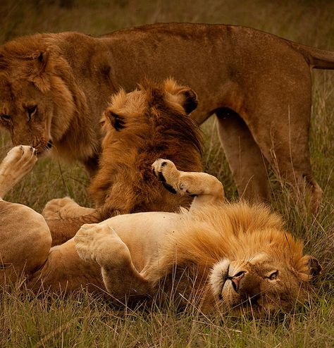 male bonding Lions Playing, Lion Playing, Lion Sketch, Wild Lion, Lion Love, Masai Mara, Cute Lion, Incredible Creatures, Wildlife Park