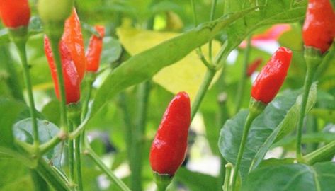 Chili Pepper Water, Chili Pepper Plant, Hawaiian Chili, Produce Garden, Food Forest Garden, Types Of Peppers, Tropical Food, Edible Seeds, Organic Home