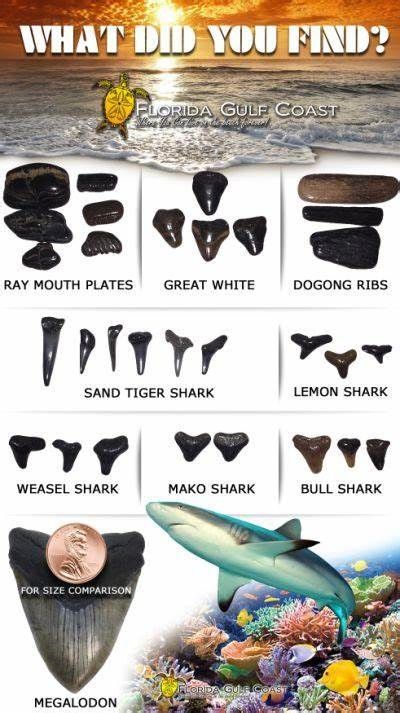 Venice Beach, Florida | Shark teeth Calligraphy Sayings, Florida Fossils, Shark Teeth Crafts, Venice Beach Florida, Sharks Teeth, Shark Facts, Florida Gulf Coast, Ocean Vacation, Tooth Whitening