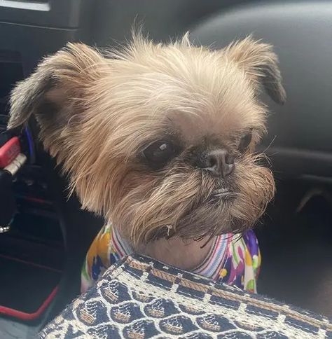 14 Reasons Why You Should Never Own Brussels Griffons - Page 3 of 4 - PetPress Brussels Griffon Dog, Brussels Griffin, Brussels Griffon Puppies, Brussels Griffons, Adopt A Puppy, Griffon Dog, Gorgeous Animals, Brussels Griffon, Adorable Dogs