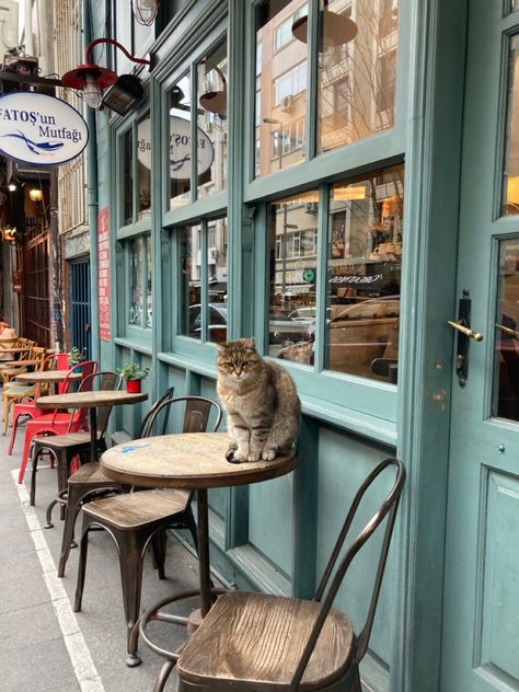 Istanbul Street Photography, Istanbul Cats Aesthetic, Turkey Aesthetic Istanbul, Cats In Turkey, Turkey Istanbul Aesthetic, Turkey In Winter, Cat In The Street, Istanbul Winter, Istanbul Turkey Aesthetic