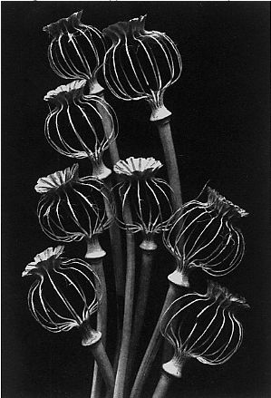 . Poppies Aesthetic, Drawing Poppies, Poppies Drawing, Black Paper Drawing, Deco Nature, Garden Art Sculptures, Seed Pods, Partridge, Chalk Art